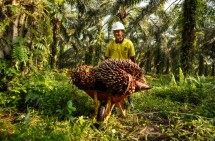 Roundtable on Sustainable Palm Oil (RSPO)