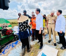 President Jokowi accompanied by Defense Minister Prabowo Subianto and Central Java Governor Ganjar Pranowo witness the rice harvest, in Kebumen, Central Java Province, Thursday (09/03/2023).